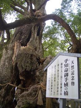 大三島・大山祇神社の御神木は樹齢2600年.JPG